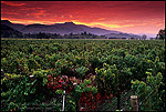 Photo: Stormy red dawn sunrise over vineyards near Yountville, Napa Valley, Napa County, California 