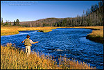 Picture: Fly-fisherman working a bend in the Madison River, near West Yellowstone, Yellowstone National Park, Wyoming