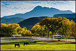 Picture: Cottonwood trees in fall next to horses ranch corral pasture near Springdale along, Utah