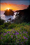 Photo: Lupine wildflowers in bloom and sunset light over Pewetole Island, Trinidad State Beach, Humboldt County, California