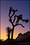 Photo: Crescent moon at sunrise over Joshua Tree and boulder rock outcrop, near Quail Springs, Joshua Tree National Park, California