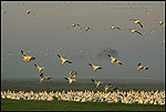 Photo: Flocks of Ross's Geese flying for landing in field in during migration, Merced National Wildlife Refuge, Central Valley, California