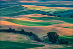 Photo: Rolling hills of the Palouse region, Washington