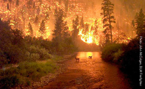 Elk fire river photo