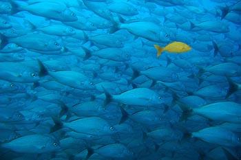 fish