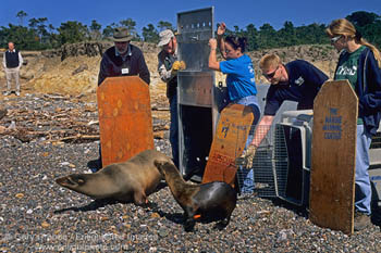 sea lion release