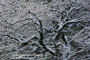 Fresh snow on tree branches in Yosemite Valley, Yosemite National Park, California