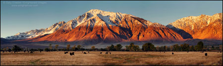 Sunrise light on Mount Tom and the Eastern Sierra over cattle grazing in pasture in the Round Valley, near Bishop, California
