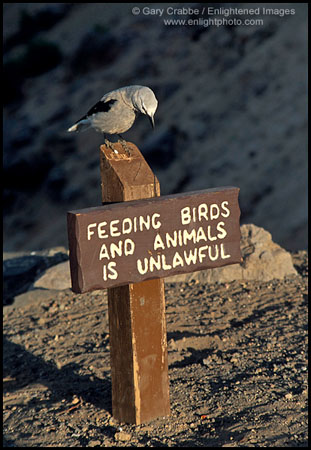 Clarks Nutcracker bird on sign warning not to feed the animals, Crater Lake National Park, Oregon