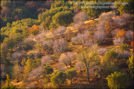 Photo: Morning light on tree-covered hillside in the Sierra Foothills, Fresno County, California