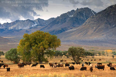 Sunrise light on Mount Tom and the Eastern Sierra over cattle grazing in pasture in the Round Valley, near Bishop, California