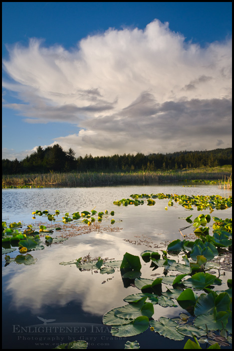 Photo: Cumulonimbus storm cloud over pond and forest, Crescent City, California Image: Cumulonimbus storm cloud over pond and forest, Crescent City, California