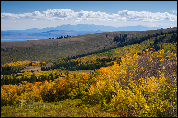Image:Aspen trees in Fall along Dunderberg Meadow Road, Eastern Sierra, California
