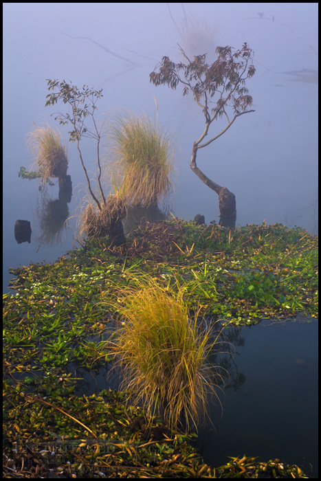 Photo: It's a Dr. Seuss Landscape, somewhere in the Sacramento - San Joaquin River Delta, California Image: It's a Dr. Seuss Landscape, somewhere in the Sacramento - San Joaquin River Delta, California