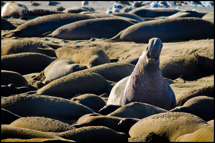 Photo: Elephant seal colony at Año Nuevo State Park, near Santa Cruz, California Image: Elephant seal colony at Año Nuevo State Park, near Santa Cruz, California