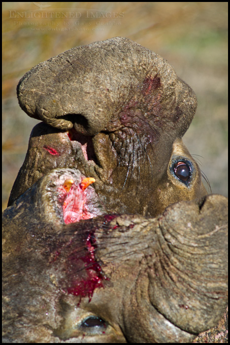Photo: Two bull Elephant seals fighting during mating season at Año Nuevo State Park, near Santa Cruz, California Image: Two bull Elephant seals fighting during mating season at Año Nuevo State Park, near Santa Cruz, California