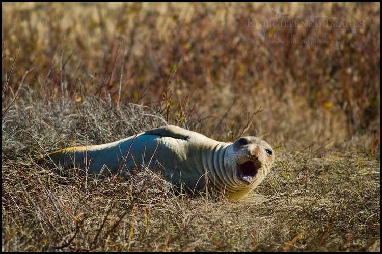 Photo: Elephant seal colony at Año Nuevo State Park, near Santa Cruz, California Image: Elephant seal colony at Año Nuevo State Park, near Santa Cruz, California
