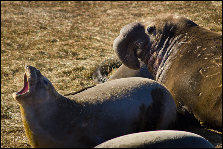Photo: Elephant seal colony at Año Nuevo State Park, near Santa Cruz, California Image: Elephant seal colony at Año Nuevo State Park, near Santa Cruz, California