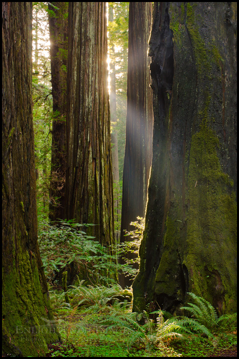 Photo: Sunlight in a redwood forest, Redwood National Park, California Image: Sunlight in a redwood forest, Redwood National Park, California