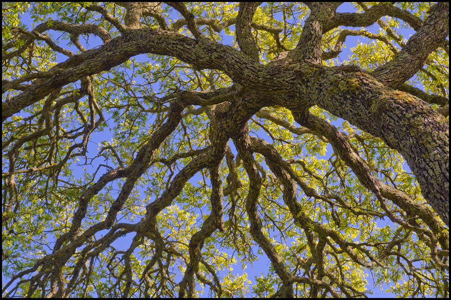 Photo: Oak tree branches detail in spring, Briones Regional Park, Contra Costa County, California Image: Oak tree branches detail in spring, Briones Regional Park, Contra Costa County, California