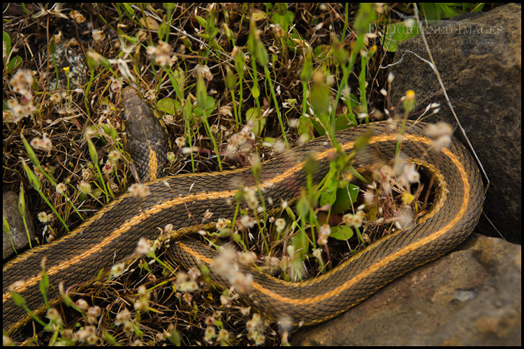 Photo: Snake in the rocks and grass, Table Mountain, near Oroville, California Image: Snake in the rocks and grass, Table Mountain, near Oroville, California