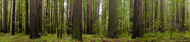 Image: Redwood forest panorama, Humboldt Redwoods State Park, Humboldt County, California