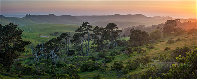 Photo: Trees at sunset, Point Reyes National Seashore, Marin County, California Image: Trees at sunset, Point Reyes National Seashore, Marin County, California