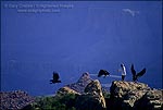 Picture: Wildlife biologist chasing Condors away from nearby tourist overlook to avoid habituation, Grand Canyon National Park, Arizona