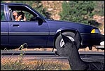 Picture: Tourists taking pictures from car of wildlife (deer), near Grand Canyon Village, South Rim, Grand Canyon National Park, Arizona