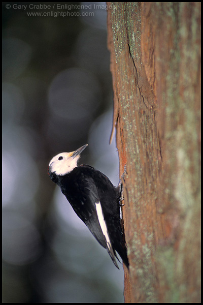Photo: Woodpecker on tree trunk, South Rim, Grand Canyon National Park, Arizona