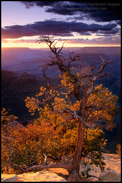 Photo: Glowing backlit pine tree on the rim of the canyon at sunset, South Rim, Grand Canyon National Park, Arizona