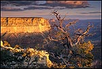 Picture: Sunrise light on Maricopa Point, South Rim, Grand Canyon National Park, Arizona