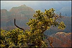 Picture: Backlit tree at sunset at Point Sublime, North Rim, Grand Canyon National Park, Arizona