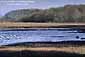 Tidal flats of Bolinas Lagoon, Marin County, California