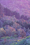 picture: Soft-lit pastel colored Trees at sunset, Tilden Regional Park, Berkeley Hills, California
