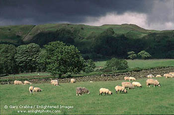 Sheep graze in green pasture field during a clearing storm, near Newby Bridge, Lake District, England