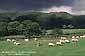 Sheep graze in green pasture field during a clearing storm, near Newby Bridge, Lake District, England