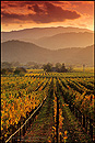 Photo: Vineyard at sunset on the Silverado Trail, Napa Valley, California