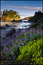 Photo: Wildflowers on the coast, Trinidad State Beach, California