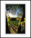 Sunset light on vineyard through trees, Silverado Trail, Napa Valley, California