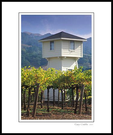 Morning light on vineyard and water tower, Alexander Valley, Sonoma County, California; Wine Country Vineyard, pictures, photos, prints, photographs, photography, framed wall art decor images and wall murals