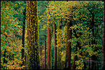 Picture: Mixed forest and moss on evergreens in Yosemite Valley, Yosemite National Park, California