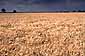 Sunset light on wheat field after a summer storm, Central Valley, California