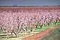 Spring blossoms on cherry trees, Central Valley, California