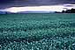 Agricultrual crop field during a spring storm, Central Valley, California