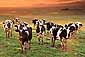Dairy cattle at sunrise over the Central Valley, California