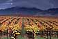 Stormy sunrise light on fall colors in vineyard in the Alexander Valley Wine Country, near Healdsburg, Sonoma County, California