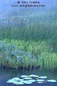 Morning mist over lily pond and reeds, Sea-to-Sky Road, British Columbia, Canada