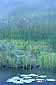 Morning mist over lily pond and reeds, Sea-to-Sky Road, British Columbia, Canada