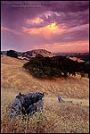 Photo:  Stormy sunrise light on clouds over oak trees and hills, Summit Ridge, Lafayette, California